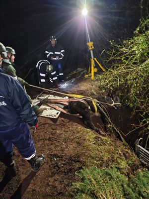 Firefighters rescuing the cow. Photo: Shropshire Fire & Rescue Service