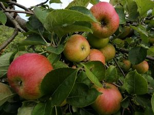 Supporting image for story: This robot can stop and pick apples just as well as humans