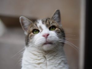 Larry the cat in Downing Street, London, during a Cabinet meeting