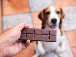 Supporting image for story: Show your dog some love and don’t let them eat chocolate on Valentine’s Day