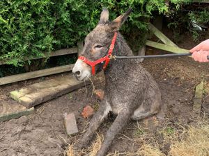 Supporting image for story: Firefighters rush to rescue donkey stuck waist-deep in storm drain