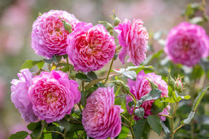 The Emma Bridgewater Rose