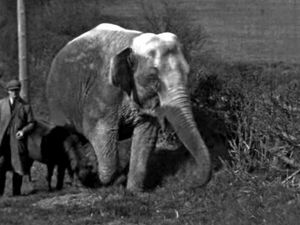 Supporting image for story: Watch: Historic film of elephant that lived in Shropshire