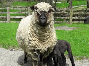 Supporting image for story: Two cases of E.coli linked to Shropshire farm attraction