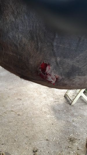 Deep gashes were left on the horse's underbelly