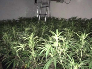 Supporting image for story: Thousands of pounds worth of cannabis found in Black Country industrial unit