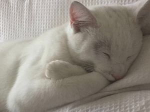 Supporting image for story: Family devastated as boy, 10, finds pet kitten shot dead in garden