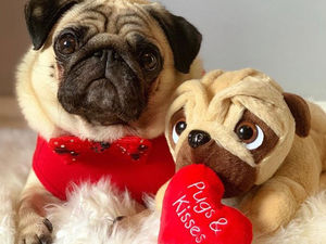 Supporting image for story: Get your paws on pups this Valentine's Day at Birmingham Bullring and Grand Central