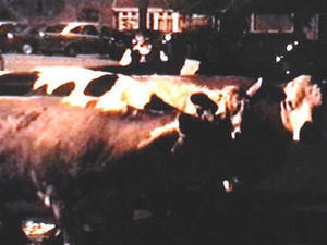 Supporting image for story: Cows on the run after tractor theft