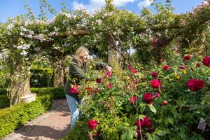 Diana Perry a gardener doing some pruning at the David Austin Rose gardens in Albrighton ,Shropshire. 