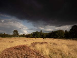 Supporting image for story: Poll finds more than four-fifths of people back rewilding in Britain