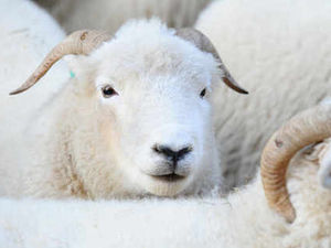 Supporting image for story: Farmers warned after Knighton sheep thefts