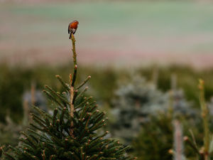 Supporting image for story: Shropshire Christmas tree forest getting ready for families

