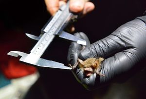 Measuring a bat