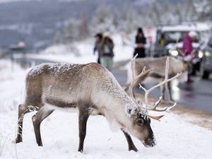 Supporting image for story: In Pictures: Wintry scenes across the UK as cold snap brings freezing conditions