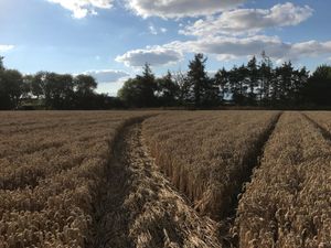 The trail left by the lawnmower thieves after breaking in at Oakley's Groundcare