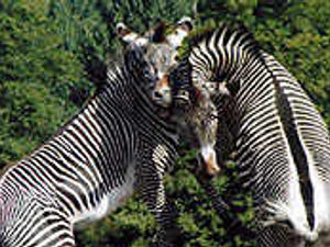 Supporting image for story: Zany zebras Zack and Zippy