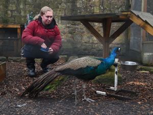 Supporting image for story: Sedgley animal sanctuary speaks of 'overwhelming' community spirit and plans for the future following Storm Goretti disaster
