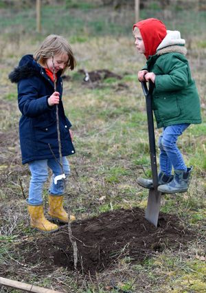 Apple tree planting at Roots Allotments, Stourbridge