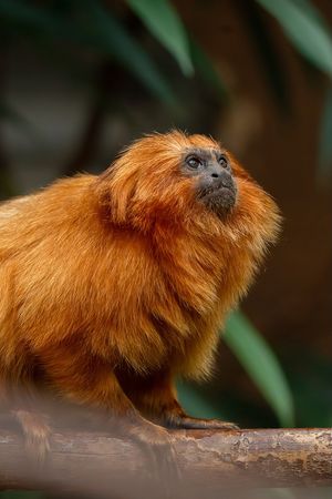 Golden lion tamarins George and Leaf make their debuts at Chester Zoo.