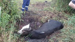 Firefighters rescue the cow. Photo: @SFRSWellington