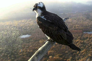 Supporting image for story: First osprey returns to its nesting site in Mid Wales