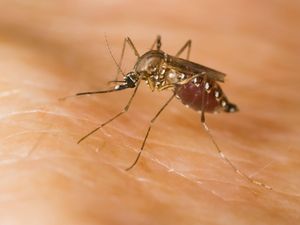 Supporting image for story: Two species of disease-carrying mosquitoes found in the UK