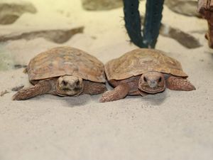 Supporting image for story: Two new pancake tortoises move into Dudley Zoo