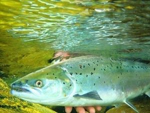 Supporting image for story: New protections for salmon and sea trout caught on the Severn in Wales