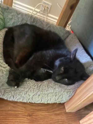 Henry back resting at his Shifnal home.