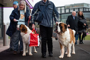 Saint Bernards arrive at the Birmingham National Exhibition Centre (NEC) for the third day of the Crufts Dog Show. PA Photo. Issue date: Saturday March 7, 2020. See PA story ANIMALS Crufts. Photo credit should read: Jacob King/PA Wire.