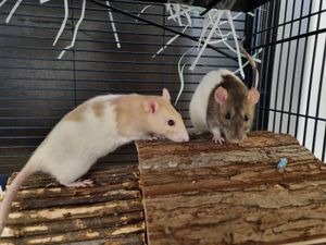 Supporting image for story: Rats with singed fur rescued from burnt hutches - now they need a new home together