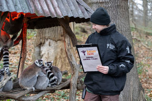 The Lemurs being counted.