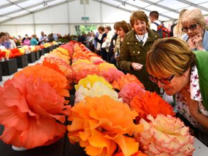 Supporting image for story: Shrewsbury Flower Show: Flower fans flock to see the battle of begonias