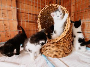 Supporting image for story: Kittens recovering after being abandoned outside village church