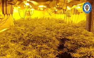 The cannabis plants that were seized.