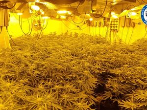 Supporting image for story: Major Birmingham cannabis factory shut down as more than 1,000 plants seized