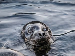 Supporting image for story: Seals to be homed in new multi-million pound Birmingham Sea Life Centre attraction