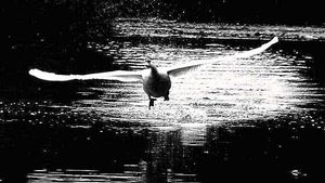 Up and away – Delilah takes off to give John Richards his £100 picture