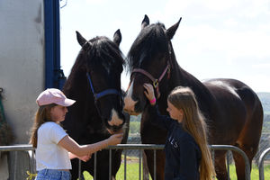 Heavy Horses at the 2025 Royal Welsh Show in July