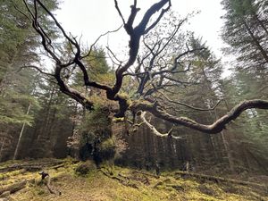 Supporting image for story: Centuries-old Scottish oak named after ceilidh band wins tree of the year vote