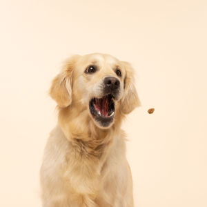 The supplements are treat-based, so most dogs should be thrilled to have them