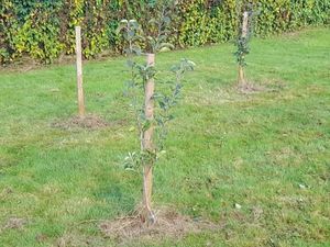 Supporting image for story: Community orchard set for go ahead in South Shropshire following consultation