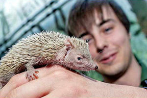 Supporting image for story: Prickly pair hog the limelight at Dudley Zoo show