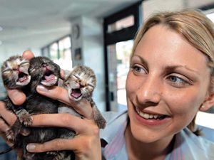 Supporting image for story: Kittens dumped at a day old now thriving at vets