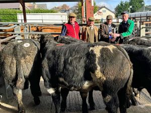 Supporting image for story: Flying trade at record-breaking Bishop's Castle suckled calves sale