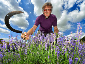 Supporting image for story: Watch: Lavender's blue for this Shropshire farm at harvest time