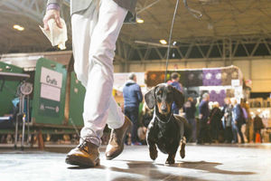 Supporting image for story: Crufts 2017: Couldn't make this year's competition? Take a 360 degree look around the event