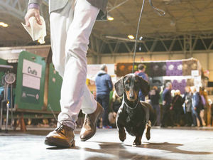 Supporting image for story: Crufts 2017: Couldn't make this year's competition? Take a 360 degree look around the event