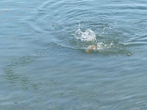 Supporting image for story: Fish bait factory plans spark fear of nasty smells